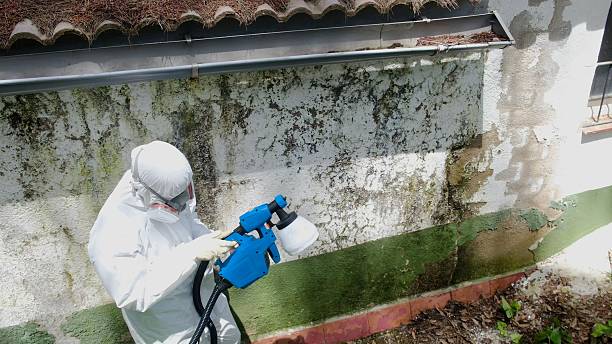 Top rated local Crawl Space Mold Remediation specialists in Greenville, IL